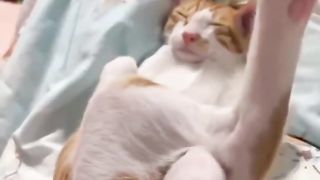 funny cat ????????