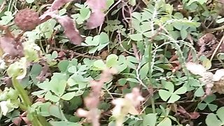Animal's lover 102