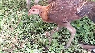 Animal's lover 103