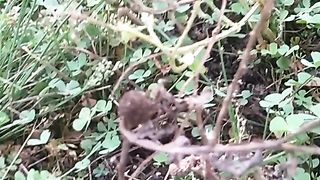 Animal's lover 104