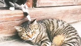 funny cats 24