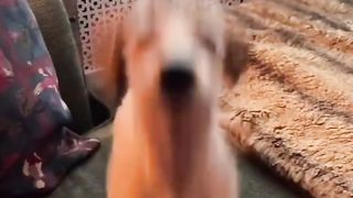funny dog 13