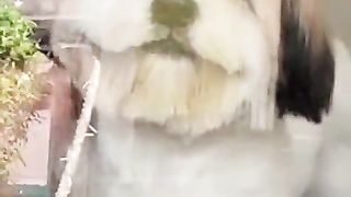 Smiling dog ???? funny animals