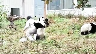 Panda in the Zoo