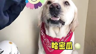 Funny Dog 13