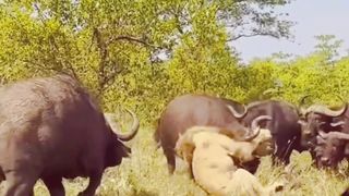 King of the jungle lion vs group of buffalo