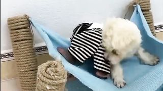 cute monkey and dog fight
