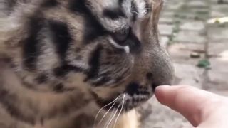 Tiger ???? 3