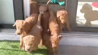 J'ai organisé une PUPPY POOL PARTY ????❤️ Abonne toi Stp ????????????