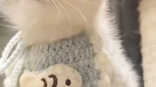 Kitten Meowing 2