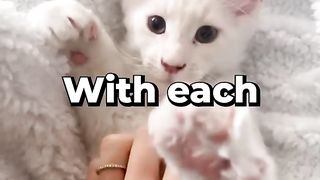 OMG! The cat is so BIG!!!!