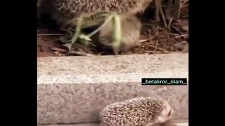 Animals 41