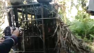 Real! The loud roar of the Sumatran tiger