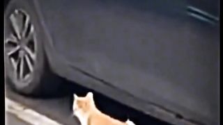 A collection of viral funny cat videos that will make you laugh#fyp