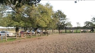 feeding horses in ivandvor with patroling croatian sheepdog national lipizzan stud farm croatia check funny end and follow please