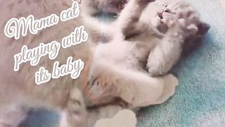 Mama cat playing with kitten