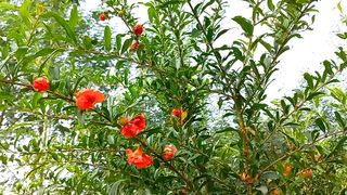 Earth 4K Nature Video | Relax View | Nature Therapy | Short Viral Video | #nature #4k