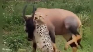 The predator's fierce fight