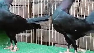 Black swing neck breeder pair pigeon beautiful