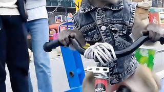 Funny Monkey Viral Video 40