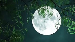 Moon night moon