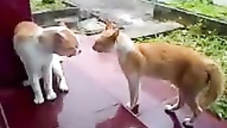 Kucing berantem rebutan