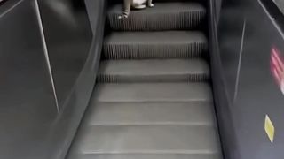 Funny Animal Videos 23