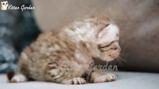 Adorable cats moments cats meow sounds