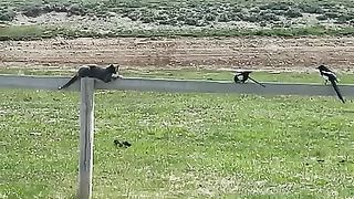 When you're hungry but can't decide what you want to eat...want to be featured?funny videos, funny cat videos febpost