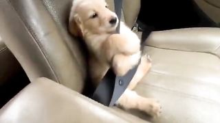 Puppy takes safety lessons seriously..