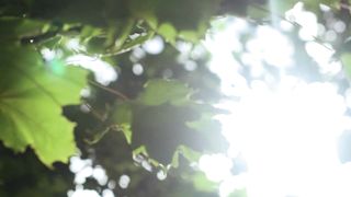"Nature's Masterpiece: The Beauty of Our World"