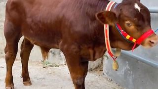 jumbo cattle seeds#fyp