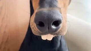 Pet | The Grin of a Toothy Dog | HappyHounds | FunFM