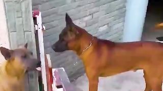 Drôle des chiens