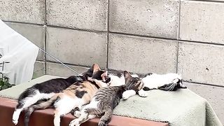 cat lying down