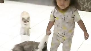 cat being carried