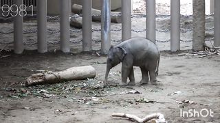 A little elephant with itchy feet
