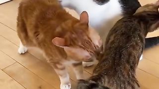 cats cleaning each other