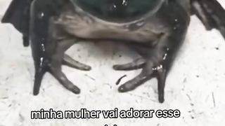 Sapo de presente