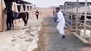 انسان اور جانور