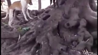 Animals Pranks