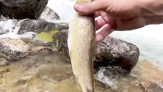 Fresh Caught Trout by the River