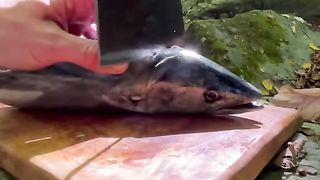 Fish in the Forest, anyone