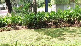 Taman yang indah