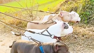 Bull Dogs