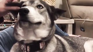 The smile every time he gets ear scratches..