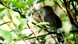 Burung bulbul bernyanyi. Lagu burung terbaik.