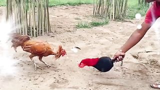 This rooster is trained by its owner so that it can win in cockfights or chicken competitions