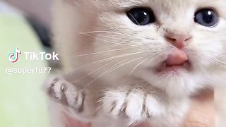 Kitty mimi