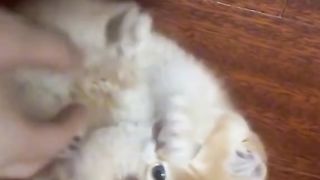 Very cute kitty